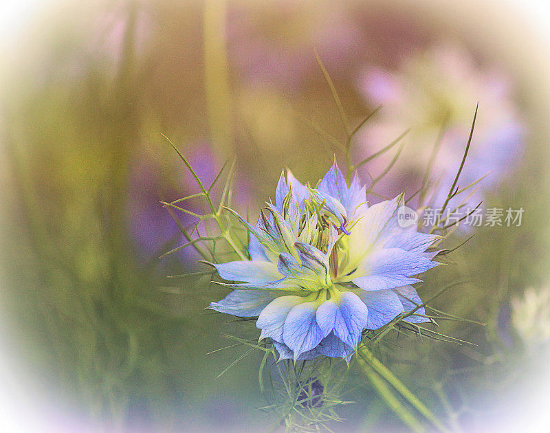 Nigella -爱在雾在柔和的色调